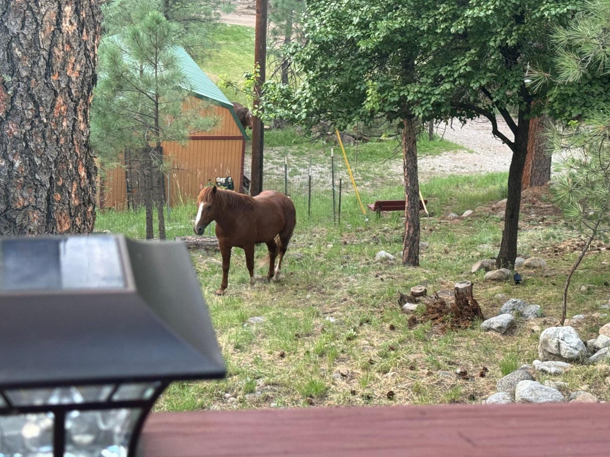Gonzales Cozy Little Bear Cabin Ruidoso Kültér fotó