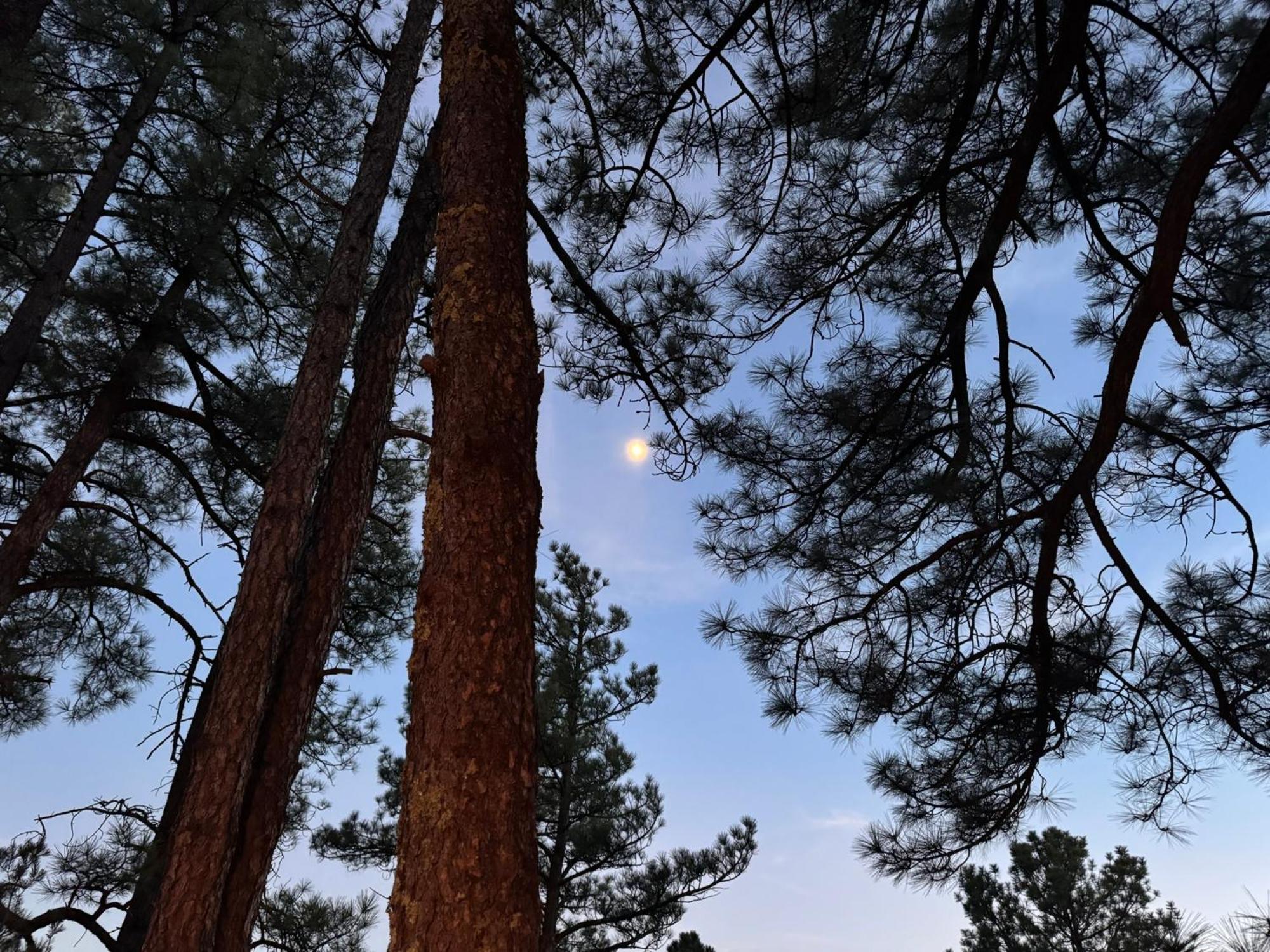 Gonzales Cozy Little Bear Cabin Ruidoso Kültér fotó